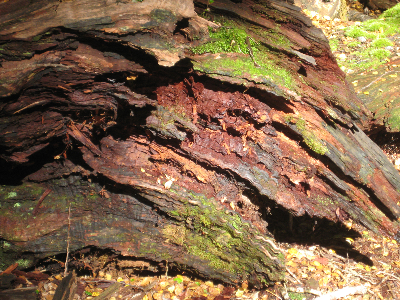  Decaying Tree 